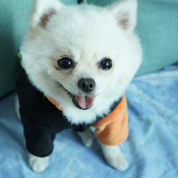 Autumn And Winter Pet Clothes - Image 2