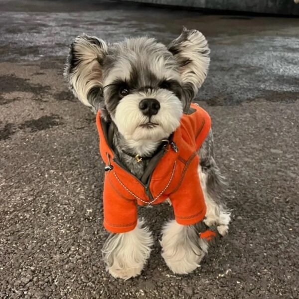 Pet Small Dog Autumn Clothing Two Feet Apparel Hooded Sweater - Image 3