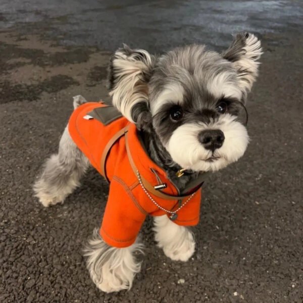 Pet Small Dog Autumn Clothing Two Feet Apparel Hooded Sweater - Image 2
