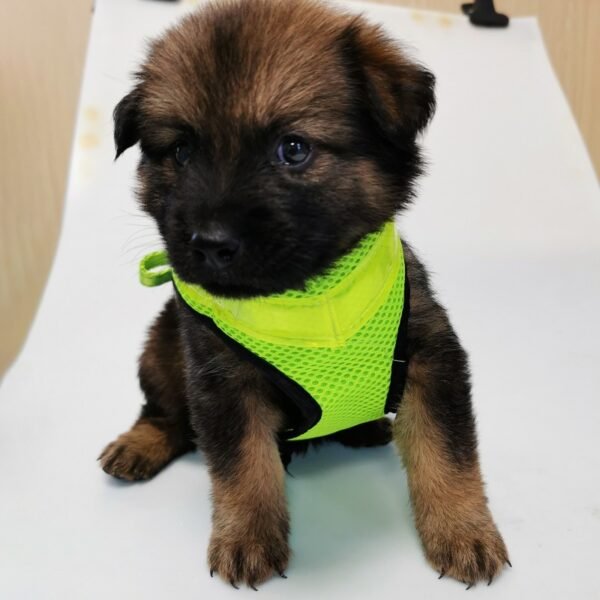 Pet Supplies LED Illuminated Dog Chest Strap Charging Mesh - Image 2
